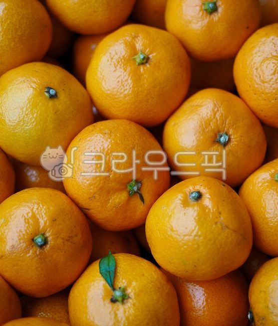 귤,제주감귤,제주도특산품,감귤,과일,노랑,음식,tangerine,jejutangerine,jejuislandspecialties,fruit,yellow,food,background,citrusfruit,감귤류과일,과일,열매,fruit