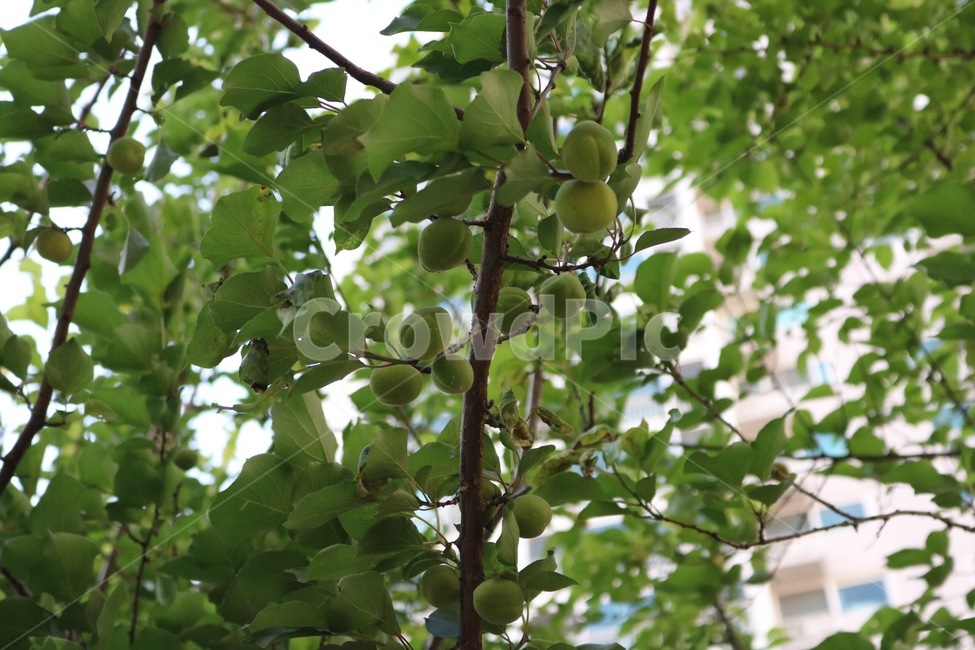 식물,나무,매실,열매,자연,초록,plants,tree,japaneseapricot,fruit,nature,green,shokubutsu,ki,ume,zitsu,midori,식물,자연,plants,nature,과일,열매,fruit