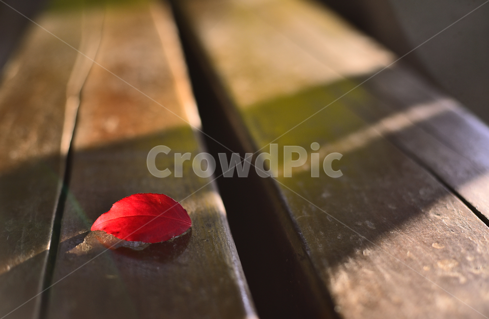 가을,감성사진,감성풍경,마지막잎새,시즌,계절,season,fall,autumn,baclground,plant,leaf,red,빨강색,잎새,이파리,잎사귀,나무의자,벤치,bench,나무,feeling,sensible,emotional,가을감성,가을풍경,가을배경,가을서정,가을느낌,느낌,필링,분위기,늦은오후,햇살,옥외,야외,가을,계절,fall,autumn,season,식물,자연,plants,nature,flower,꽃,blossom,petal,꽃잎