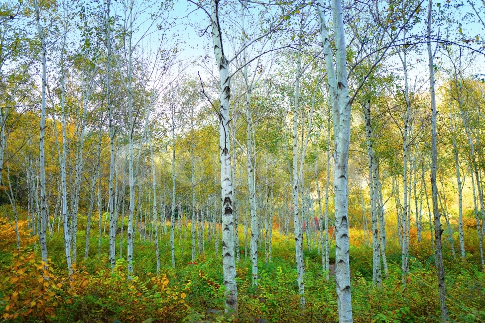 자작나무,자연,풍경,가을,단풍,단풍잎,식물,plants,nature,감성,감정,sensible,feeling,계절,가을,계절,fall,autumn,season,자연,풍경,nature,landscape,식물,plants,나무,trees,wood,tree,plant,birch,자작 나무
