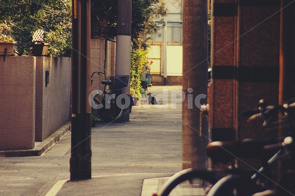 고양이,cat,마을,town,친구,friend,기다림,wait,alley,골목,도시,풍경,city,landscape,골목길,alley,해외,외국,세계,foreign,oversea,world,세계도시풍경,해외도시풍경,외국도시풍경,world cityscape,감성,sensible,feeling,machine,기계,wheel,바퀴,vehicle,차량,transportation,교통,bicycle,자전거,bike