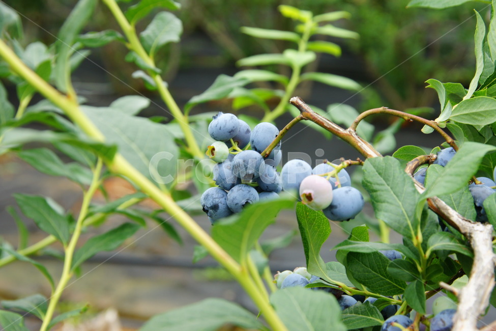 블루베리,체험,농장,하우스,보라색,과일,열매,fruit