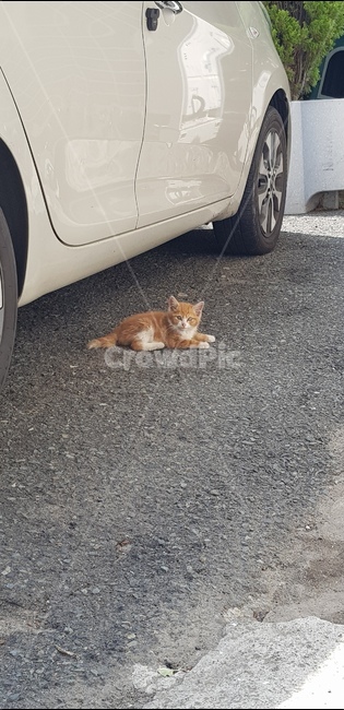 고양이,새끼고양이,귀요미,동물,뀨