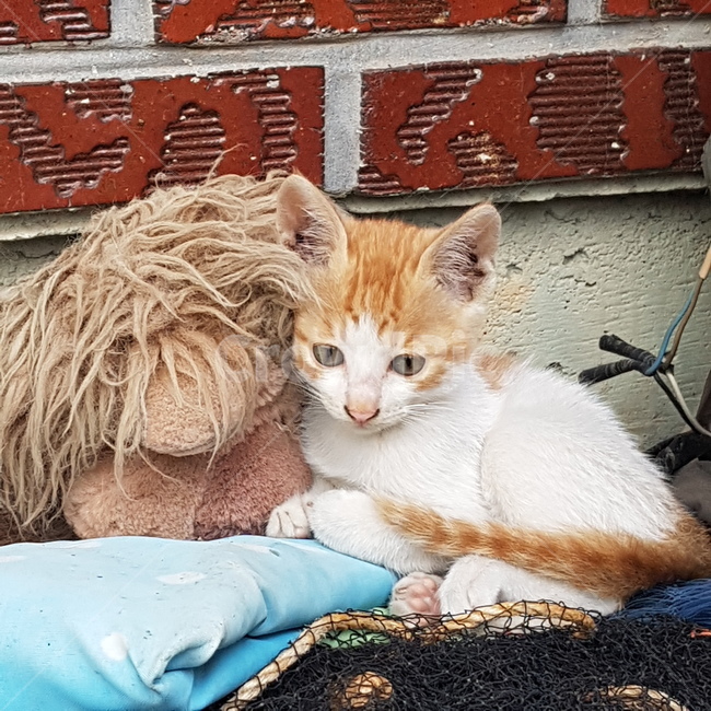 고양이,새끼고양이,벽돌,인형,전깃줄