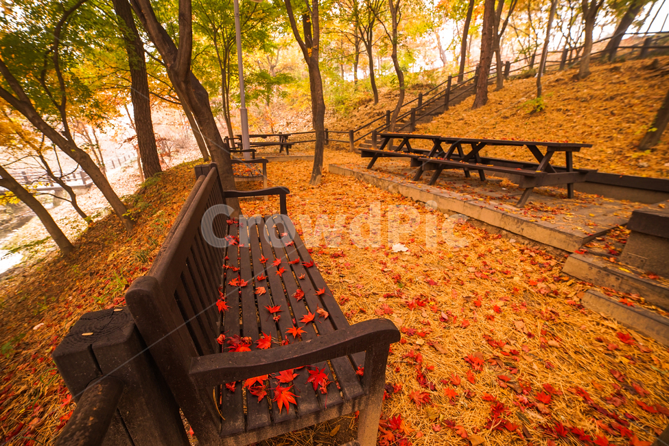 가을,단풍,낙엽,의자,공원,벤치,계절,감성,나무,숲,가을,계절,fall,autumn,season,휴식,힐링,rest,relaxation,healing,furniture,가구,ground,바닥,plant,식물,tree,bench