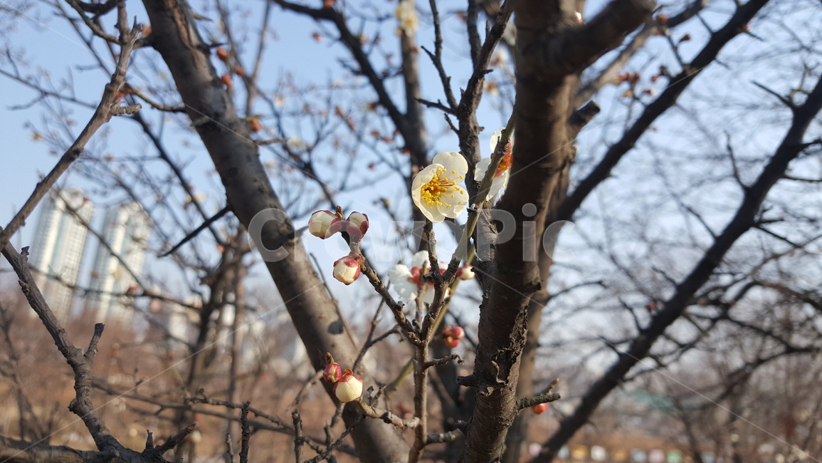 나뭇가지,벚꽃,겨울,봉오리,사계절,꽃,아름다움,신비로움,한국,공원,식물,귀여움,branch,cherryblossom,winter,bud,fourseasons,flower,beauty,mystery,korea,park,봄,계절,spring,season,식물,자연,plants,nature,꽃,flower,plant,tree,나무