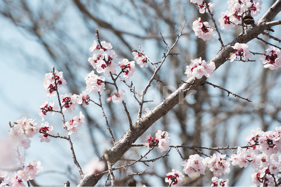 벚꽃,분홍색,봄,plant,식물,blossom,꽃,flower