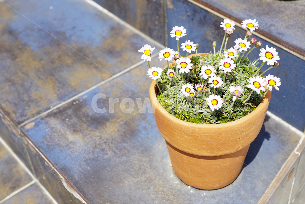 봄,꽃,화분,식물,풍경사진,spring,Landscape,flower,plants,pot,봄,계절,spring,season,식물,자연,plants,nature,꽃,flower,plant