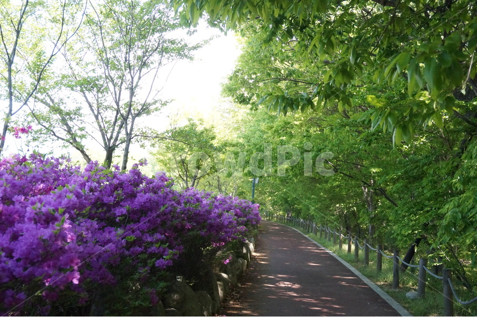 봄,상림공원,나무,초록,하늘,시원시원,상쾌,산책,봄,계절,spring,season,자연,풍경,nature,landscape,garden,정원,outdoors,옥외,arbour,정자