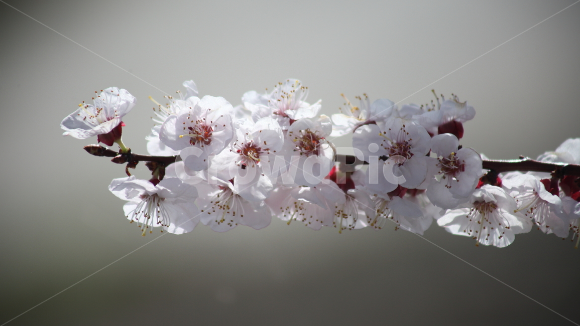 매화,꽃,japaneseapricot,prunusmume,봄,봄,계절,spring,season,식물,자연,plants,nature,꽃,flower,plant