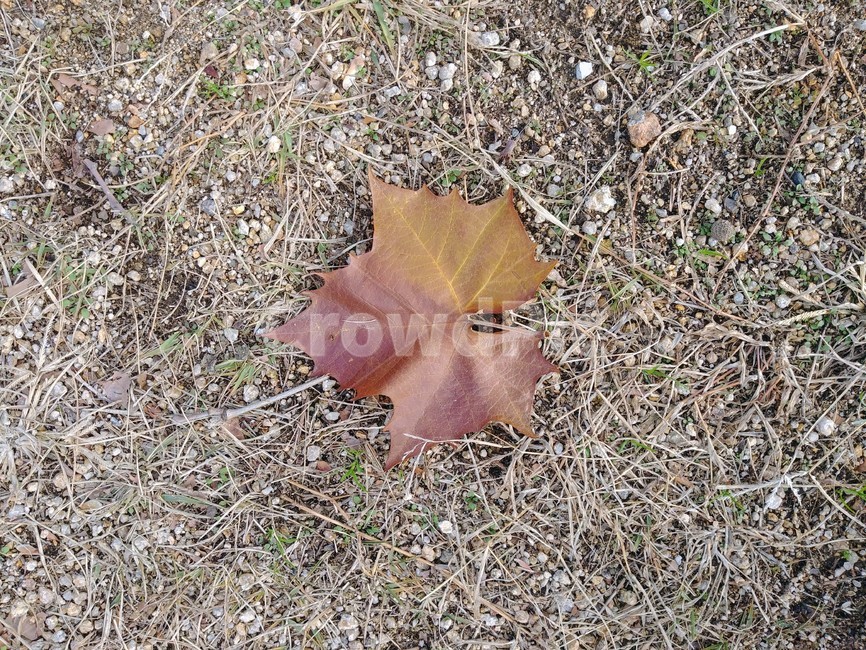 낙엽,나뭇잎,잎,식물,자연,가을,계절,fall,autumn,season,leaf,plant,tree,나무,ground,바닥