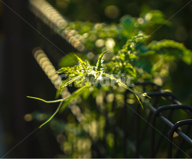 울타리,담,철제,식물,넝쿨,식물,자연,plants,nature,휴식,힐링,rest,relaxation,healing