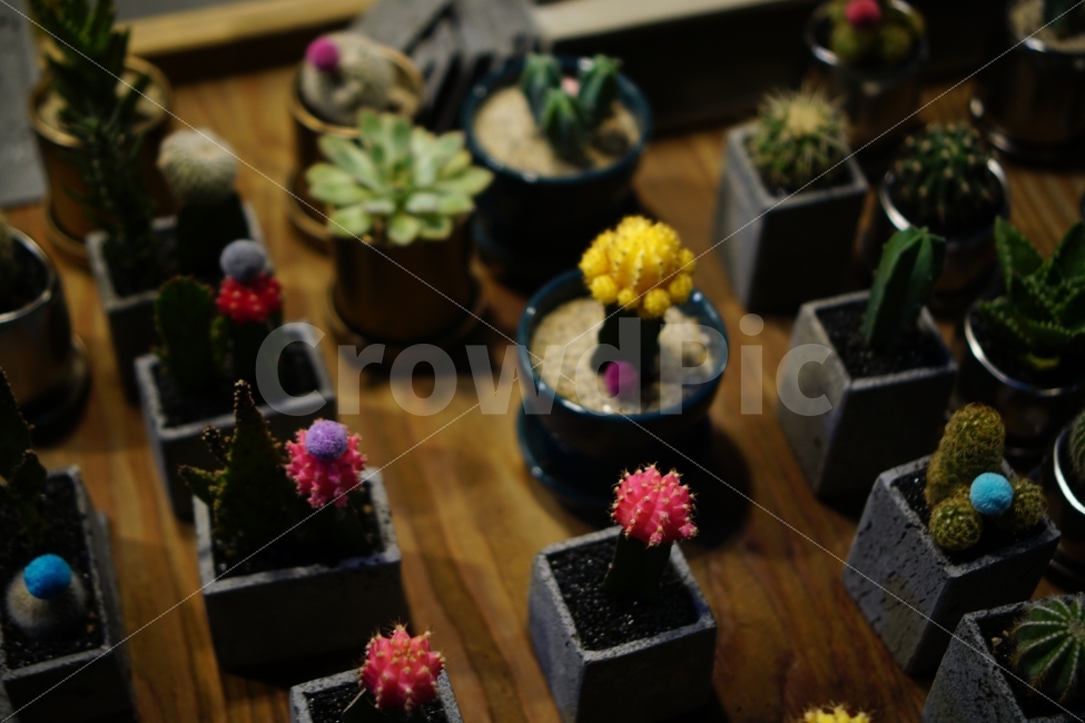 선인장,다육이,꽃,감성,빈티지,홍글,식물,자연,plants,nature