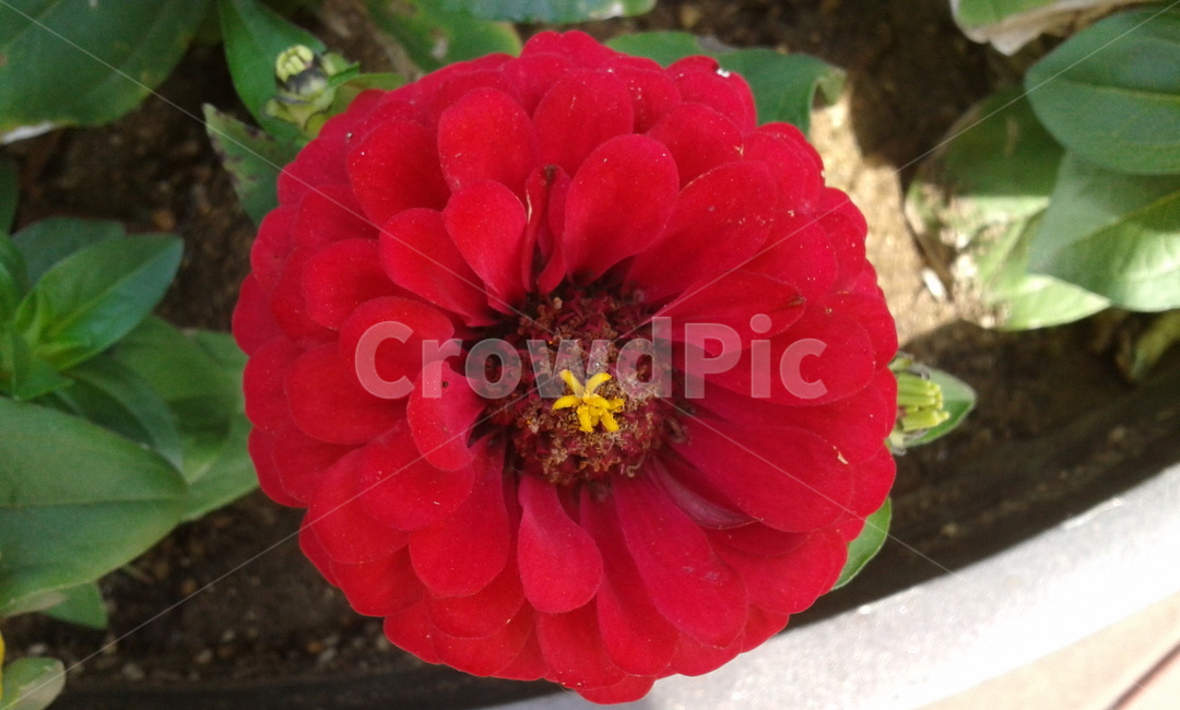 plant,식물,pollen,화분,red,식물,자연,plants,nature,꽃,flower