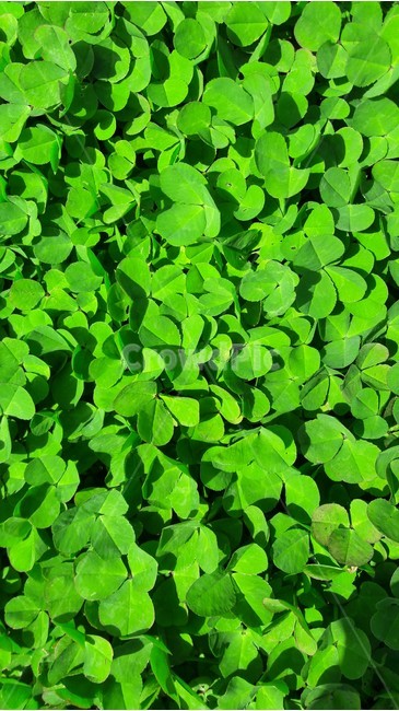 풀,세잎클로버,초록,클로버,행운,식물,자연,plants,nature