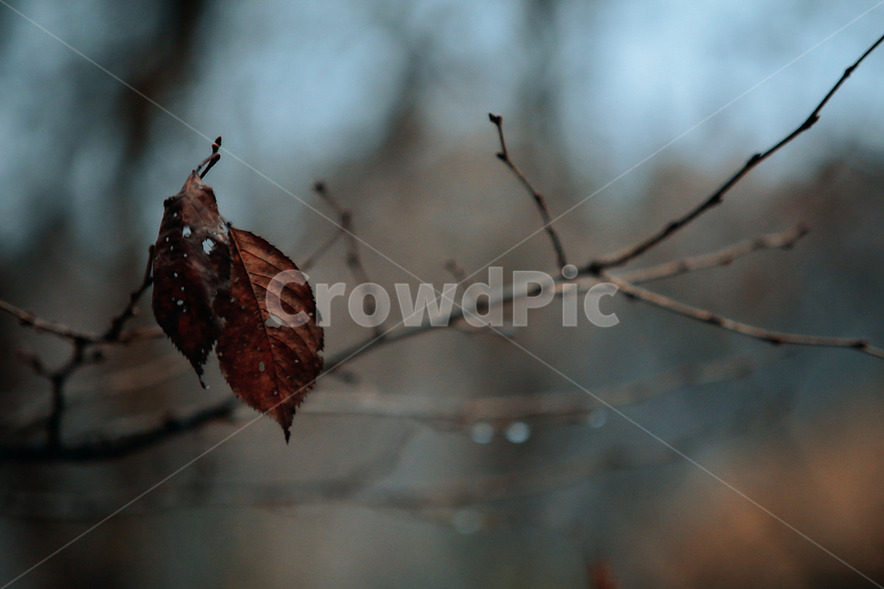 가을,감성,낙옆,외로움,마지막잎새,가을,계절,fall,autumn,season