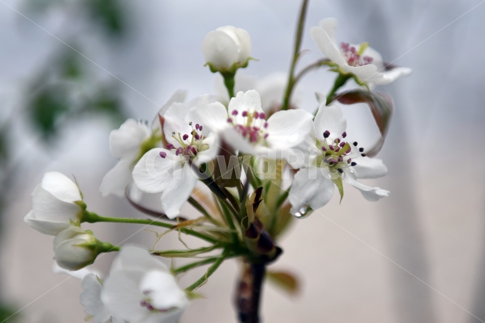 식물,꽃,감성사진,자연,flower,꽃사진,봄,봄꽃,계절,빗방울,비,감성,4월,spring,힐링,자연풍경,풍경,봄,계절,spring,season,식물,자연,plants,nature,꽃,flower,plant,blossom