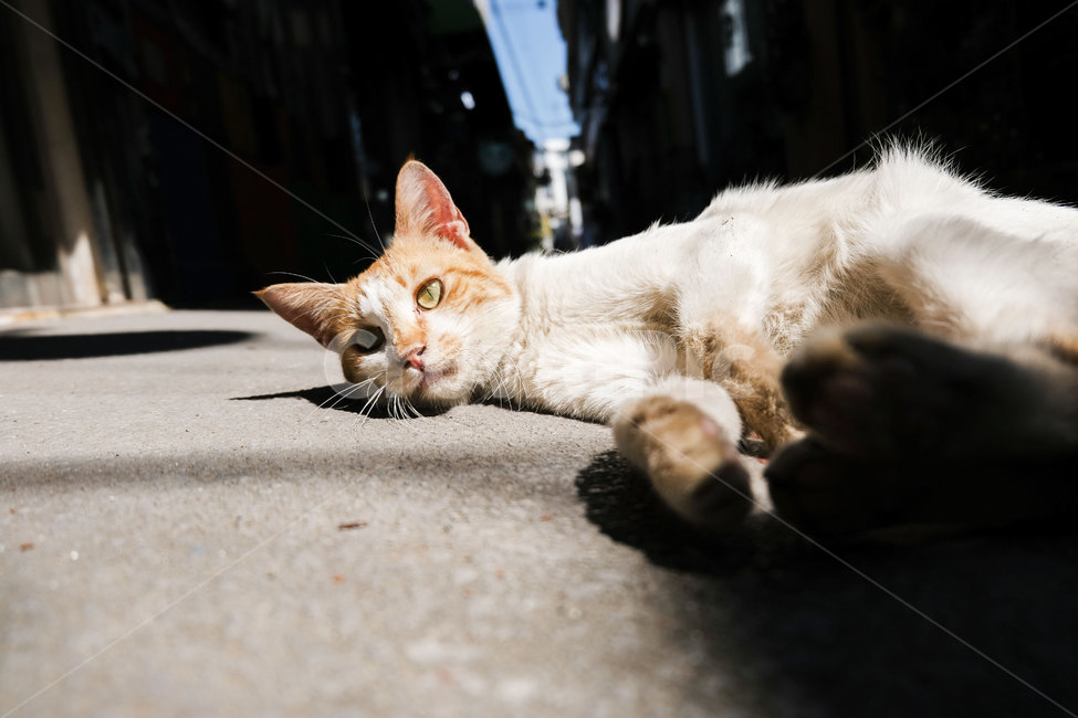고양이,동물,포유류,길,cat,animal,mammal,골목,골목길,alley