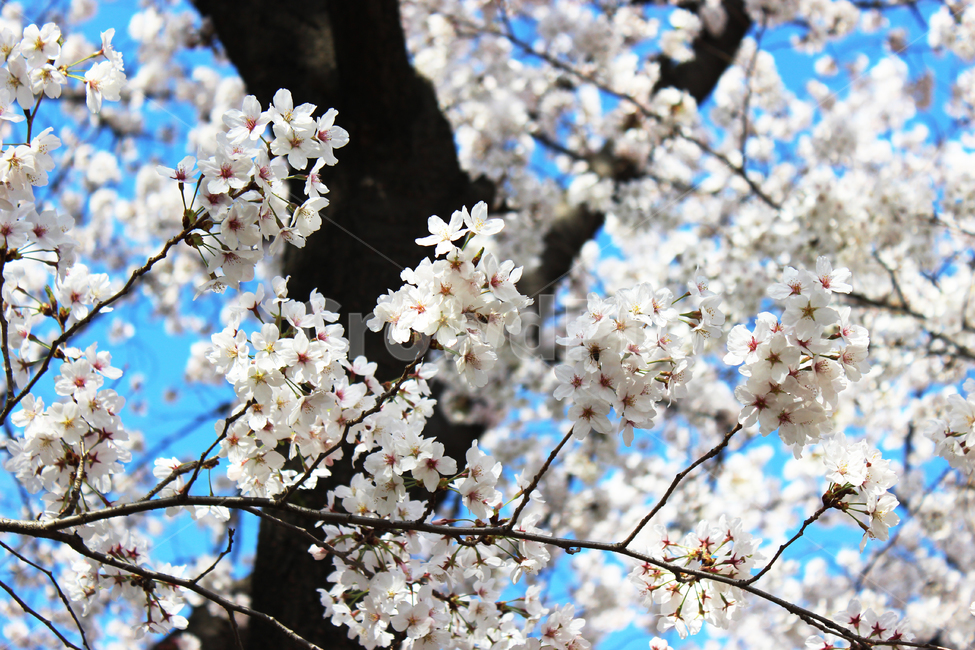 cherryblossom,blossom,식물,plant,벚꽃,꽃,flower,봄,spring,봄꽃