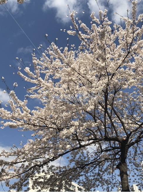 식물,꽃,벚꽃,봄,plant,blossom,flower