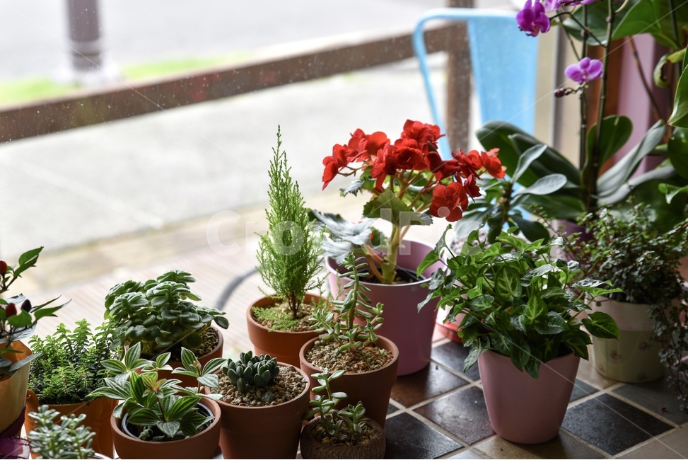 식물,화분,꽃집,녹색,화원,풀,실내용화초,화분,화초,house plant