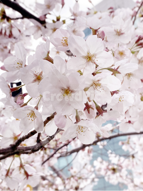 plant,식물,blossom,flower,꽃,cherryblossom,벚꽃,봄,spring,감성,힐링,화사함