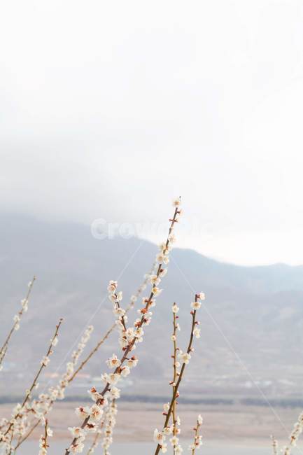 매화,꽃,봄,감성,따뜻한,자연,flower,spring,warm,nature,plant,식물,하늘,sky,흰색,산,white,mountain,흰꽃,whiteflowers