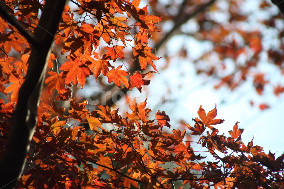 단풍,단풍나무,엽록소,가을,redleaves,가을,계절,fall,autumn,season,plant,식물,leaf,잎,tree,나무,maple