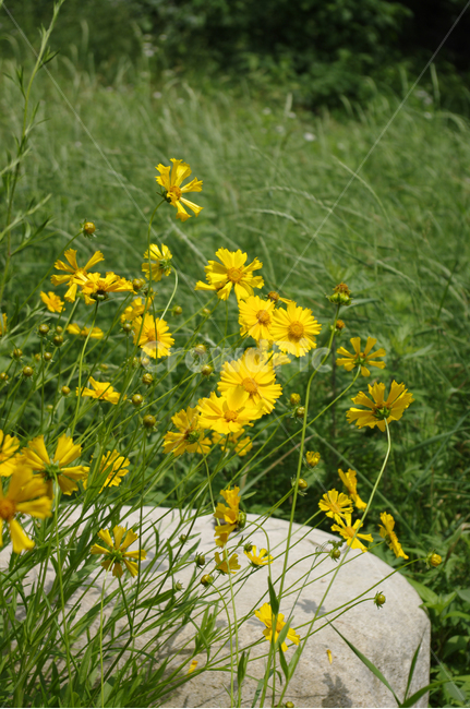 금계국,꽃,식물,flower,plant,식물,자연,plants,nature,꽃,flower