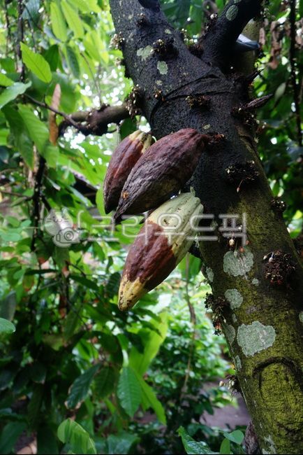 열매,카카오,나무,tree,cocoa,cacao,코코아