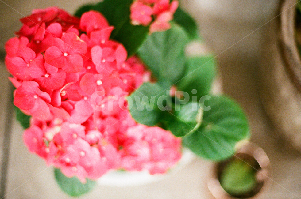 gift,beautiful,film photography,fragrant,pink,leaves,pot,flower,Emotional photo