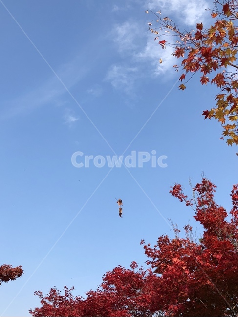 가을,단풍,단풍잎,하늘,맑음,구름,가을,계절,fall,autumn,season,leaf,잎,plant,식물,tree,나무,maple
