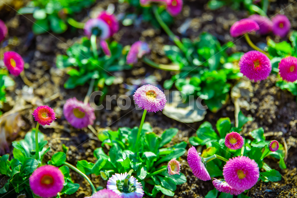 봄,인촌대공원,맑은날,꽃,봄꽃,식물,자연,plants,nature,꽃,flower