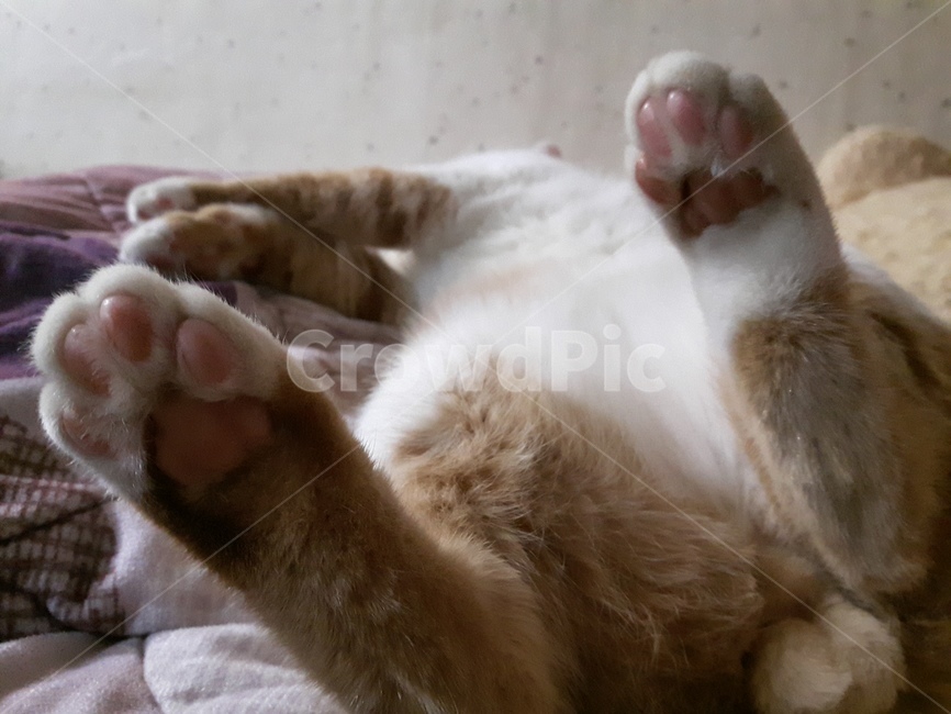 고양이,냥이,발바닥,치즈냥,젤리,동물,animal,포유류,mammal,고양이,cat,kitten,kitty