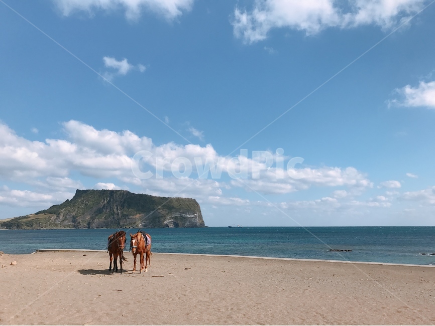 바다,제주,여행,평화로움,제주도,풍경,성산일출봉,자연,풍경,nature,landscape,한국자연풍경,한국자연경관,korea nature landscape,해변,바다,beach,sea,제주도,jeju,jeju island,동물,animal,포유류,mammal,outdoors,옥외,land,땅,water,물,shoreline,해안선,ocean,대양,promontory,곶,coast,연안