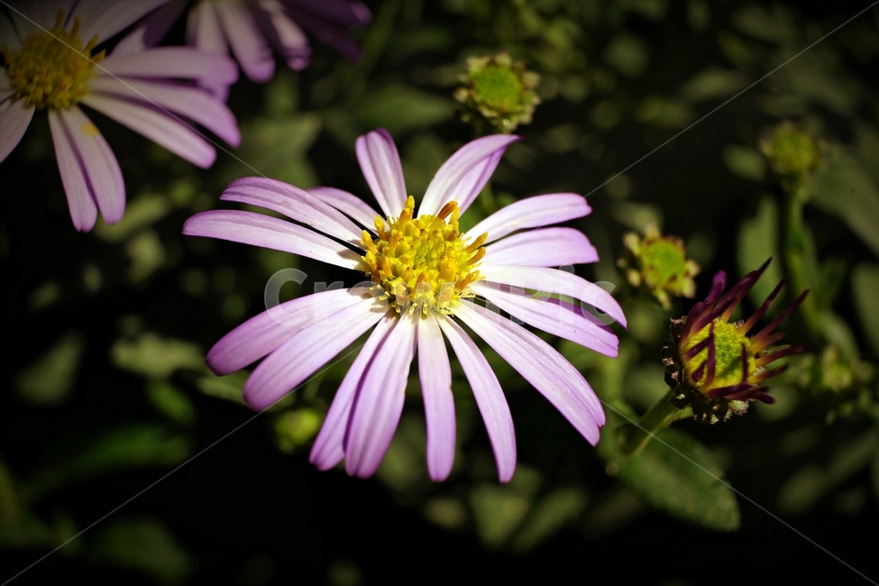 꽃,아름다움,정원,식물,자연,flower,bloom,beauty,plant,nature,식물,자연,plants,nature,꽃,flower