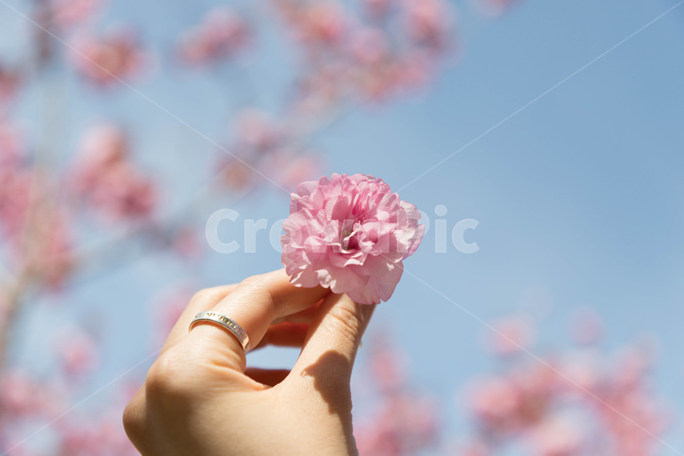 왕벚꽃,벚꽃,꽃,봄,만개,손,반지,blossom,cherryblossoms,thekingcherryblossom,flower,spring,봄,계절,spring,season,꽃,flower,색깔,색상,색채,색감,color sense,color sensitivity,feeling of color,plant,식물