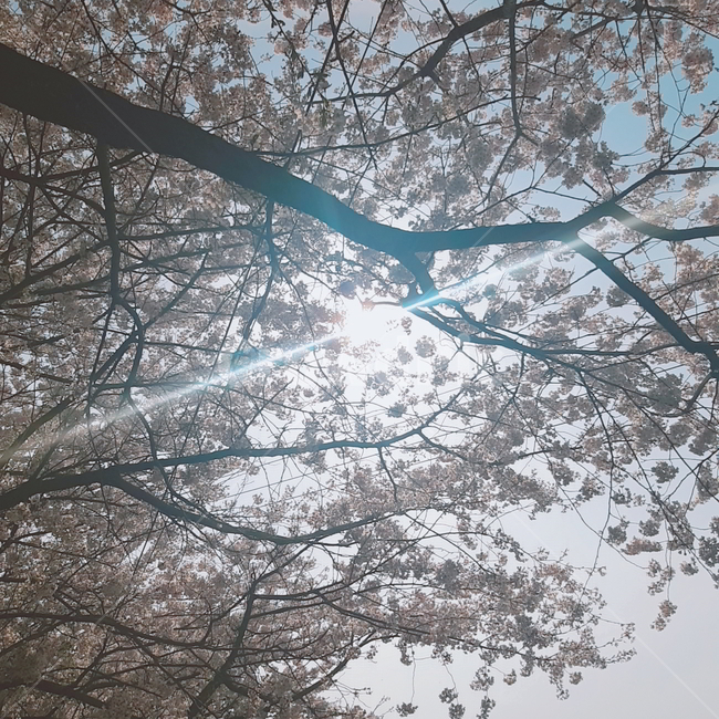 벚꽃,꽃,봄,spring,벚나무