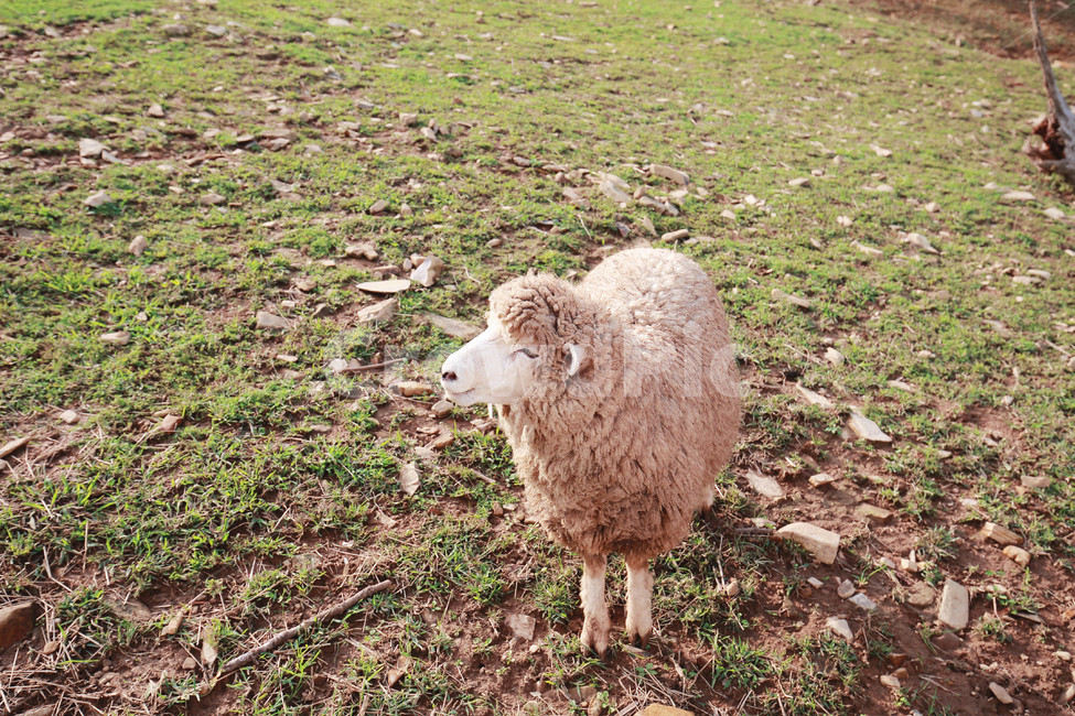 animal,동물,양,sheep,mammal,포유류,ground,바닥,동물,animal,포유류,mammal,목축업,목장,livestock farming,ranching,pasture