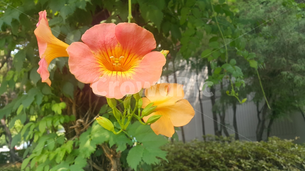 여름,꽃,나팔꽃,flower,summer,여름꽃,계절