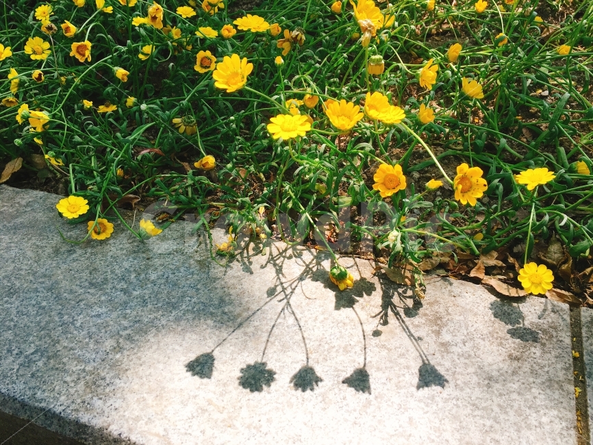 꽃,자연,호수공원,그림자,풍경,식물,자연,plants,nature,꽃,flower