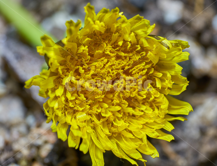 민들레,접사,꽃접사,꽃,노란꽃,macro,flower,blooming,yellow