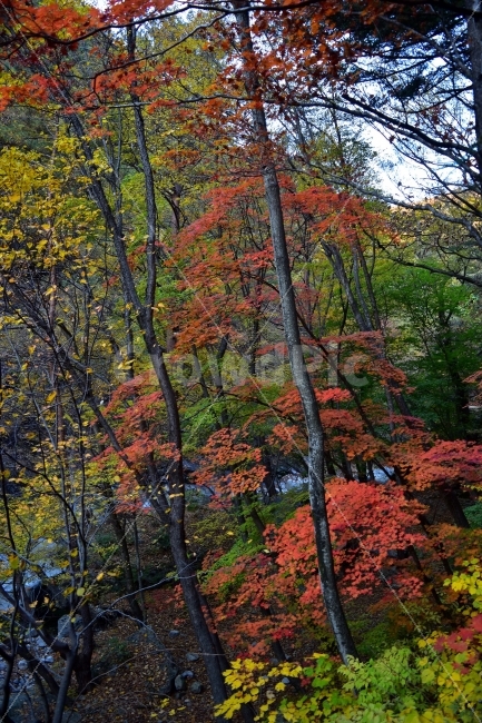 설악산,가을,풍경,단풍,탐방,국립공원,파란하늘,가을색,오색,울긋불긋,알록달록,그림같은,칼라풀,뷰티플,아름다운,힐링,감성,자연,정취,산세,명산,100대명산,nature,산,등산,트레킹,비경,경치,사진,색채,가을의정취,가을,계절,fall,autumn,season,자연,풍경,nature,landscape,한국자연풍경,한국자연경관,korea nature landscape,식물,plants,나무,trees,wood,tree,plant,maple,leaf,잎