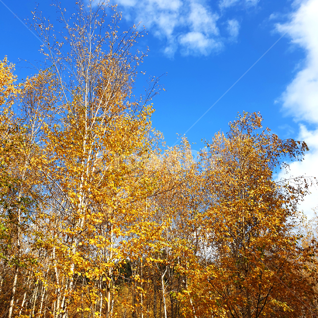 가을,단풍,단풍잎,은행,은행잎,나무,나무줄기,잎,식물,tree,plant,treetrunk,leaf,하늘,sky,autumn,가을,계절,fall,autumn,season