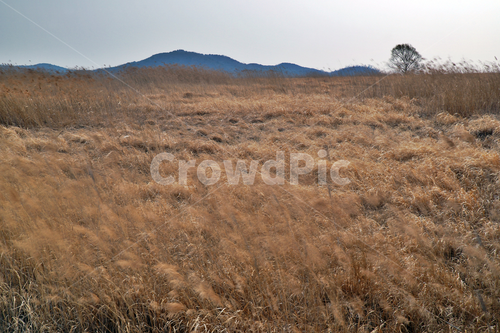 우음도,시화호,시화방조제,화성시,갈대밭,초원,간척지,자연,풍경,nature,landscape