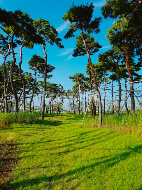 소나무,풍경,초록,자연,하늘,자연,풍경,nature,landscape,summer,여름,tree,나무,plant,식물