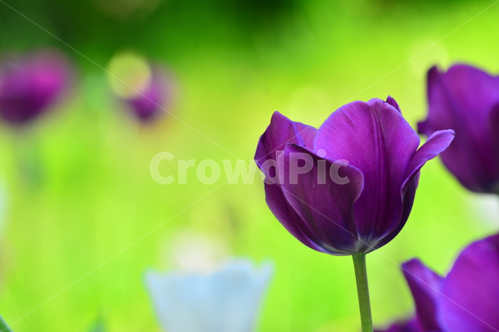 튜립,튤립,보라색꽃,봄꽃,봄이미지,아름다운,꽃,꽃소식,flowers,beautiful,화려한,화사한,정원,가든,앞마당,plants,spring,pretty,예쁜,garden,그린,green,접사,마크로,macro,클로즈업,퍼플,purple,violet,보케,빛망울,배경흐림,봄,계절,spring,season,식물,자연,plants,nature,꽃,flower,plant,blossom