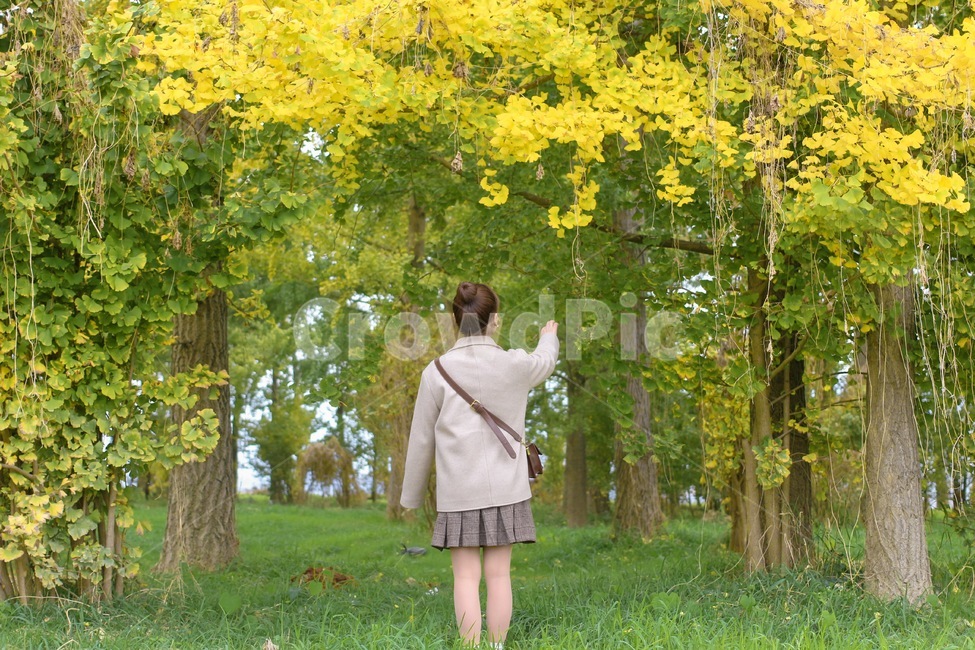 의류,사람,치마,은행,가을,패션,코디,가을,계절,fall,autumn,season,사람,인물,인간,human,person,여성,여자,woman,female,lady,여행,휴가,traveling,vacation,trip