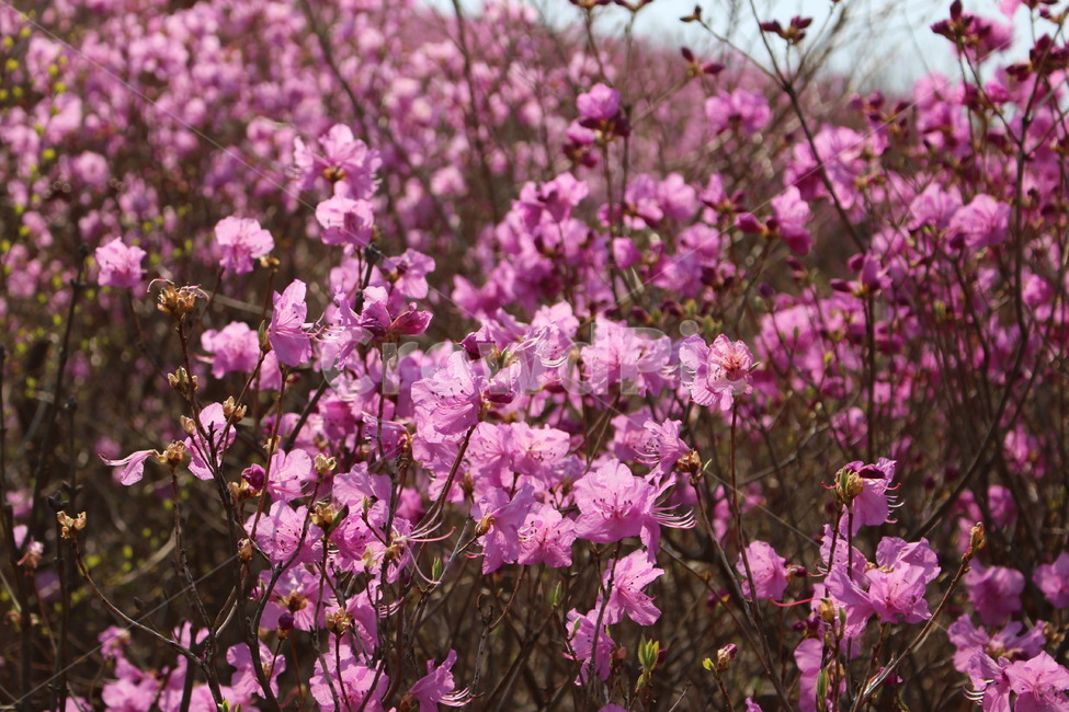 진달래,영취산,봄,꽃밭,향기,자연,생화,식물,자연,plants,nature,꽃,flower
