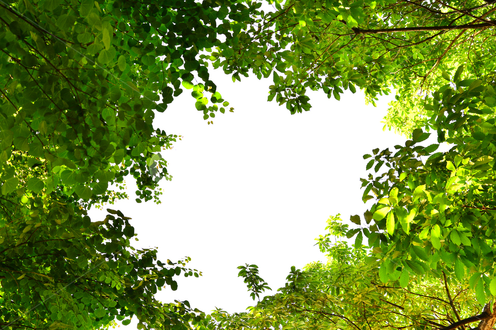 숲,녹색,힐링,그린,초록,healing,green,forest,plant,leaves,5월,6월,풍경,자연,엽록소,산소,울창한,그늘,나뭇잎,잎새,나무,줄기,싱그러운,청정,공기,에어,air,clean,무공해,햇살,햇빛,활엽수,숲속,자연,풍경,nature,landscape,vegetation,초목,식물,tree,leaf,잎,outdoors,옥외,land,땅